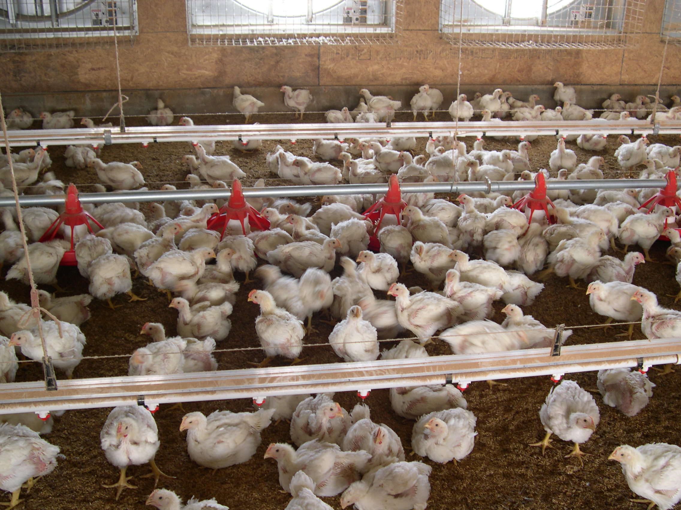 Poultry, livestock producers face economic challenges 